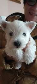 west highland we terrier