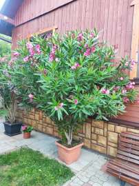 Oleander w doniczce 300 cm