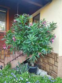 Oleander w doniczce 150 cm