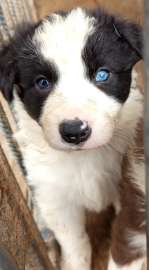 Pieski Border Collie