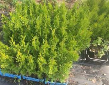 Tuja , thuja szmaragd