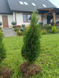 Tuja , thuja szmaragd