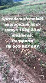 ziemniaki pszenica owies słoma