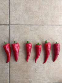 Sprzedam papryczki Chilli