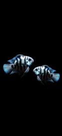 pielęgnica blue tiger