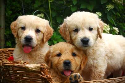 Golden retriever szczeniaki 8 tygodni