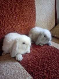 Mini lop- kroliki miniaturowe