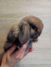 Mini lopki