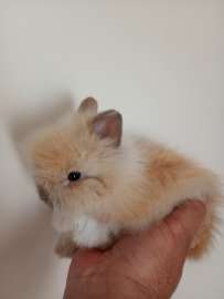 Króliki mini teddy