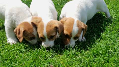 Jack Russell Terrier piesek