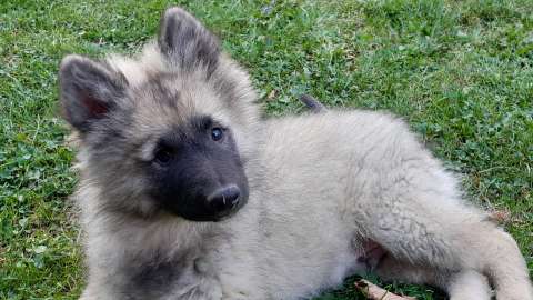 Szpic Wilczy szczeniaki