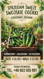 Świeże ogórki