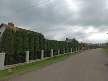 obcinanie- tui- krzewów- drzew owocowych
