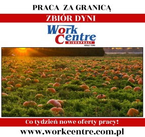 Zbiór dyni (k/m) Oferta pracy w Holandii