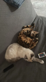 Kocur Bengalski, Kotka Ragdoll