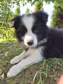 Border collie gotowe do odbioru