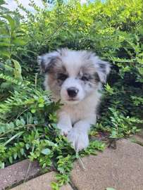 Border collie gotowe do odbioru