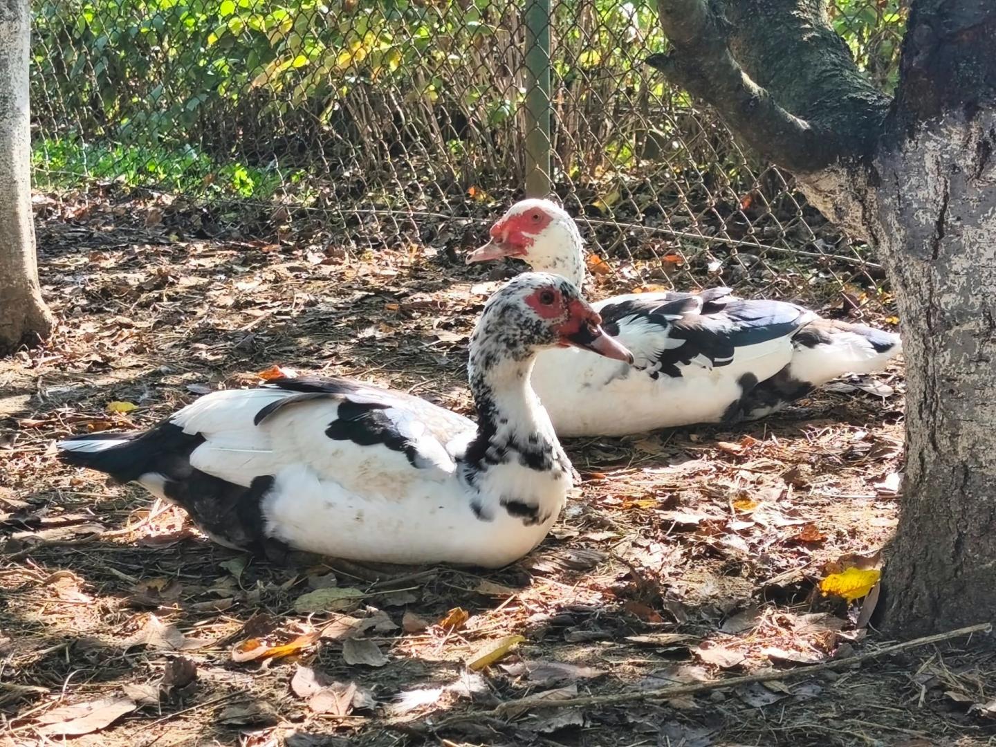 Kaczory piżmowe na sprzedaż