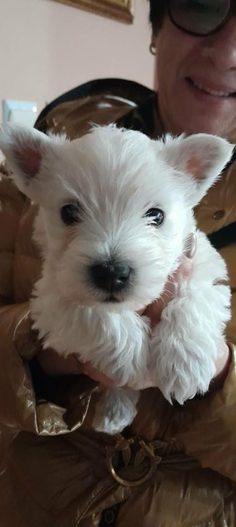 west highland we terrier