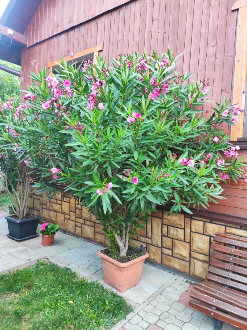 Oleander w doniczce 300 cm