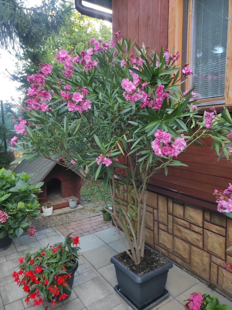 Oleander w doniczce 150 cm