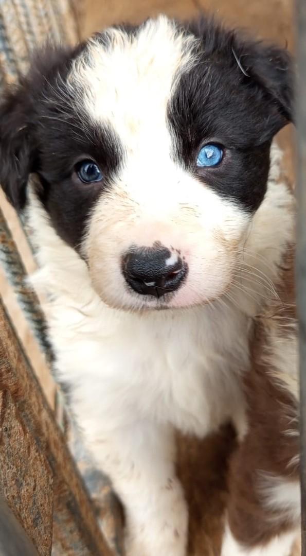 Pieski Border Collie