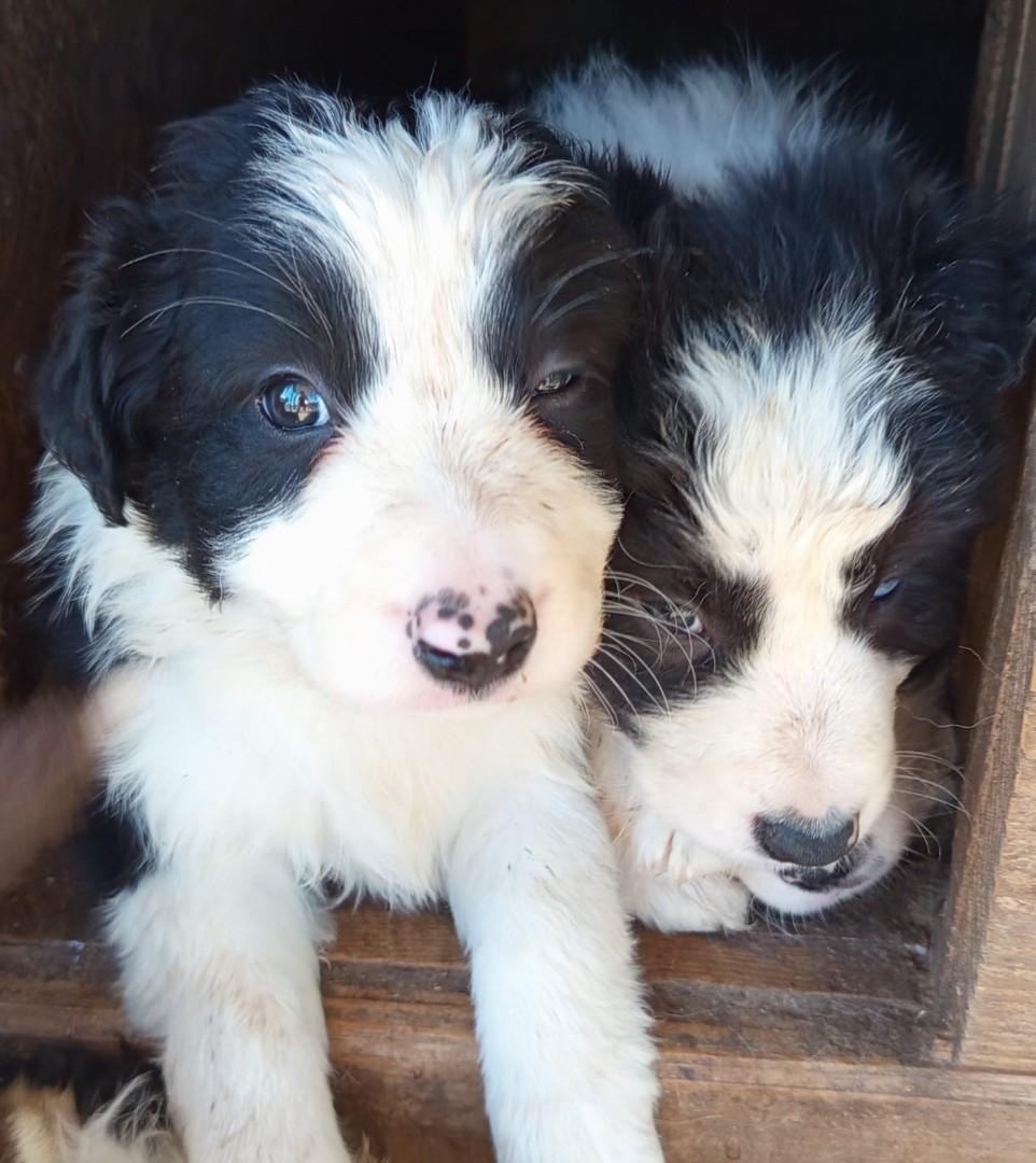 Pieski Border Collie