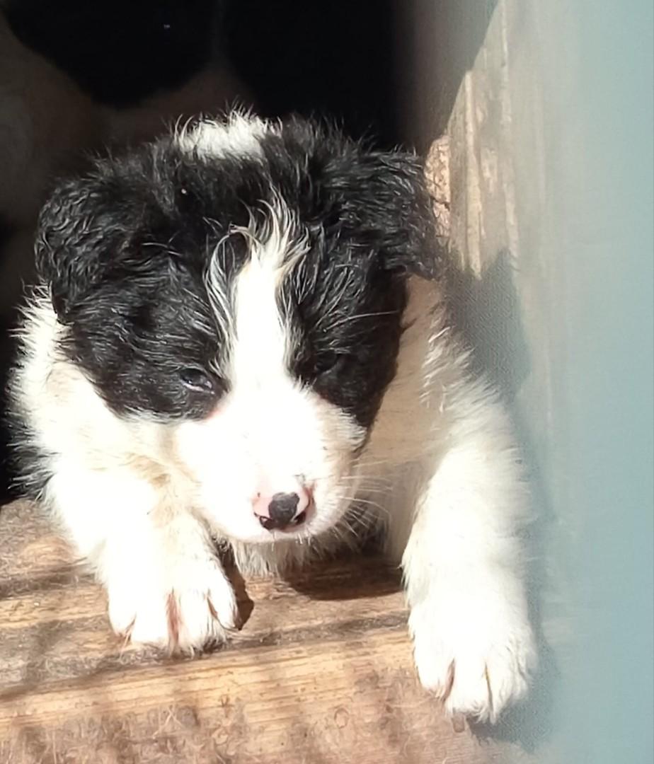 Pieski Border Collie