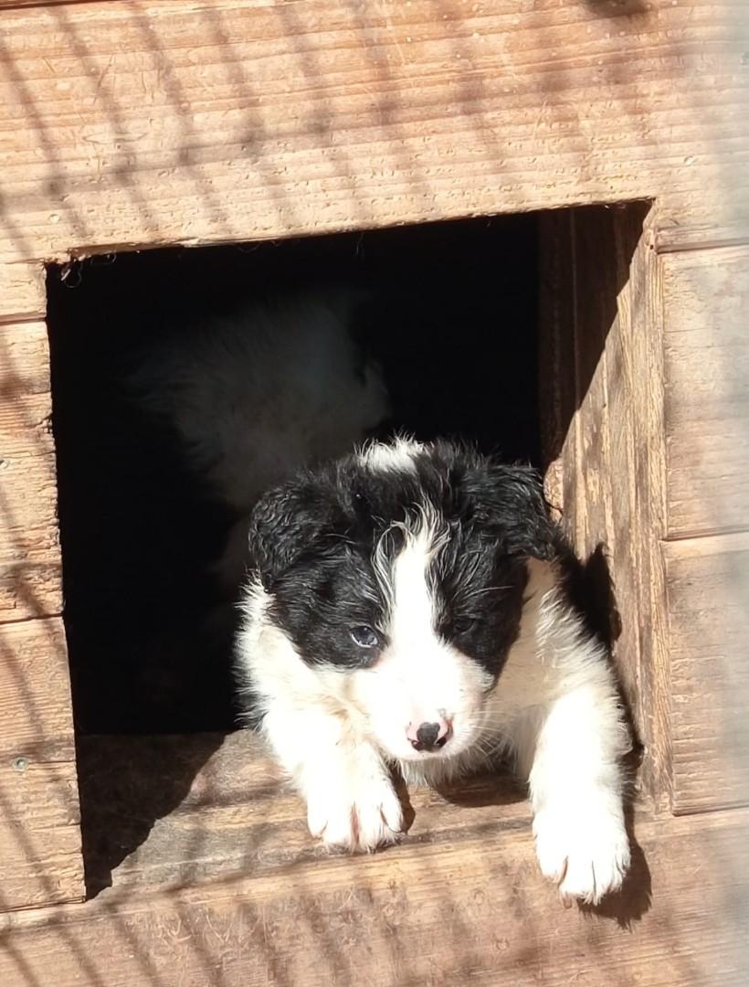 Pieski Border Collie