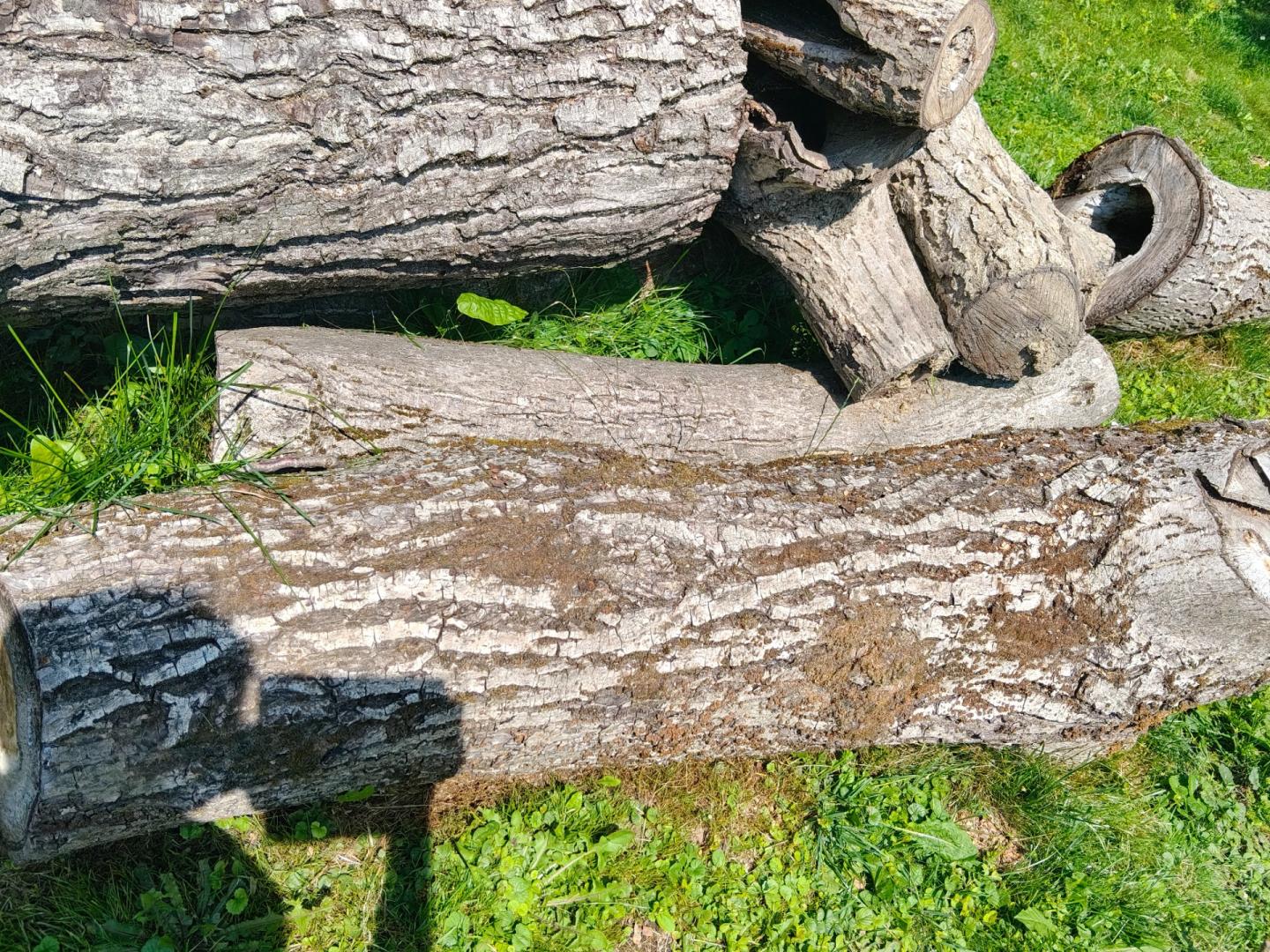 Pień orzecha włoskiego