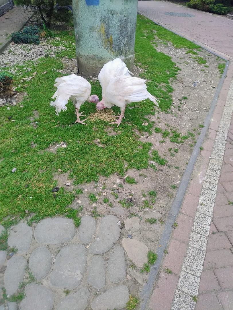 Sprzedam indyki brojlery 11 tygodni.