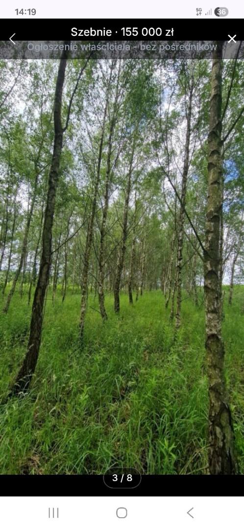 Działka widokowa częściowo zalesiona brzozą-Szebnie
