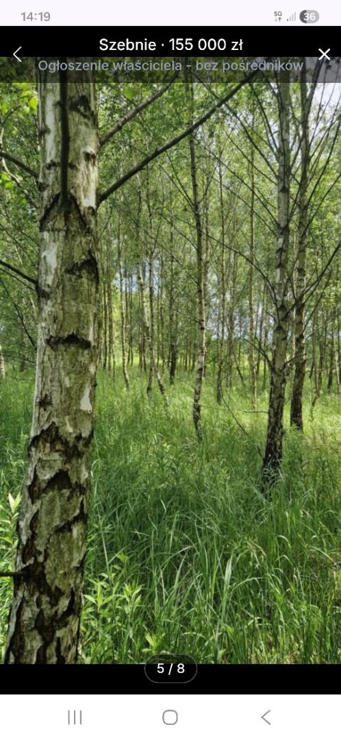 Działka widokowa częściowo zalesiona brzozą-Szebnie