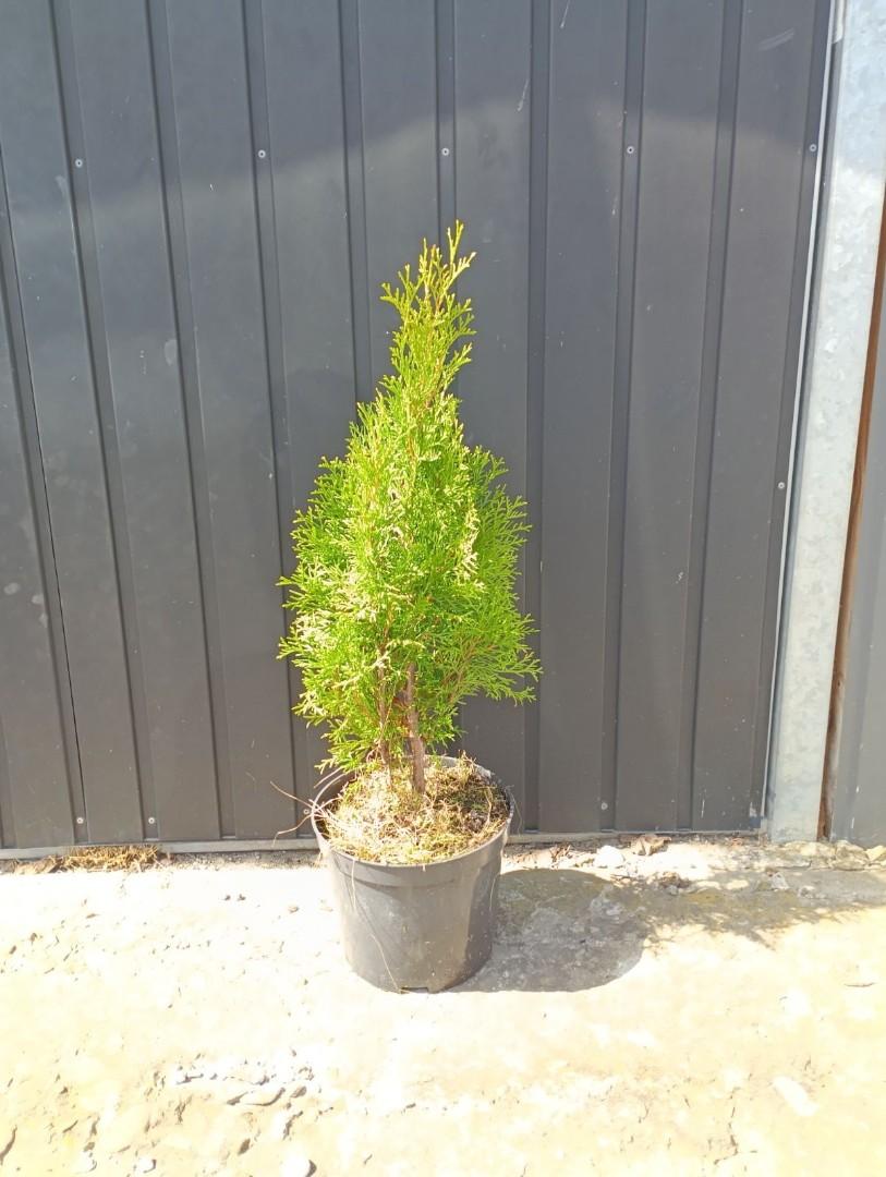 Tuja , thuja szmaragd