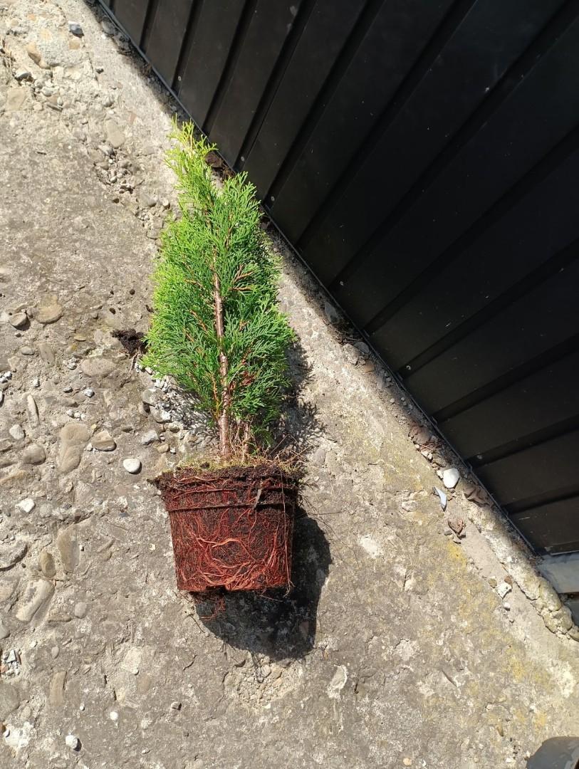 Tuja , thuja szmaragd