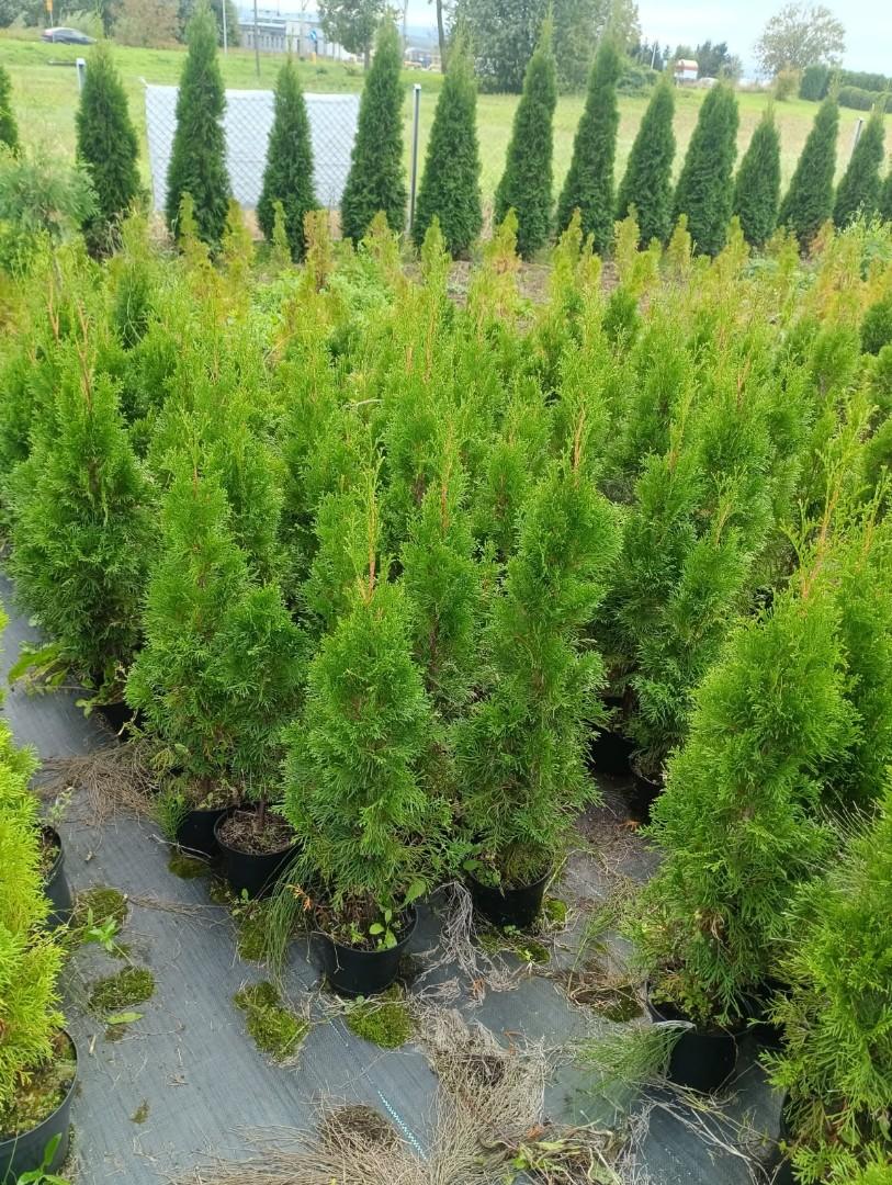 Tuja , thuja szmaragd