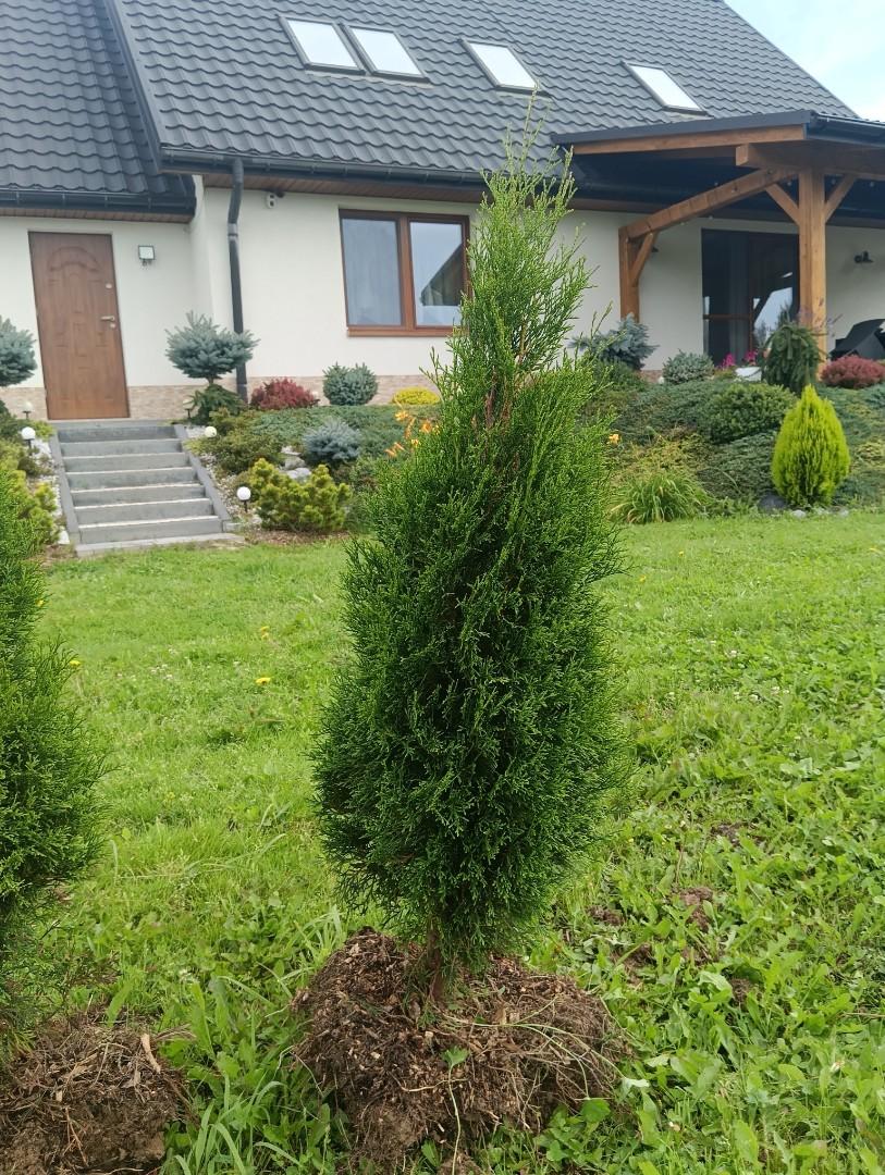 Tuja , thuja szmaragd