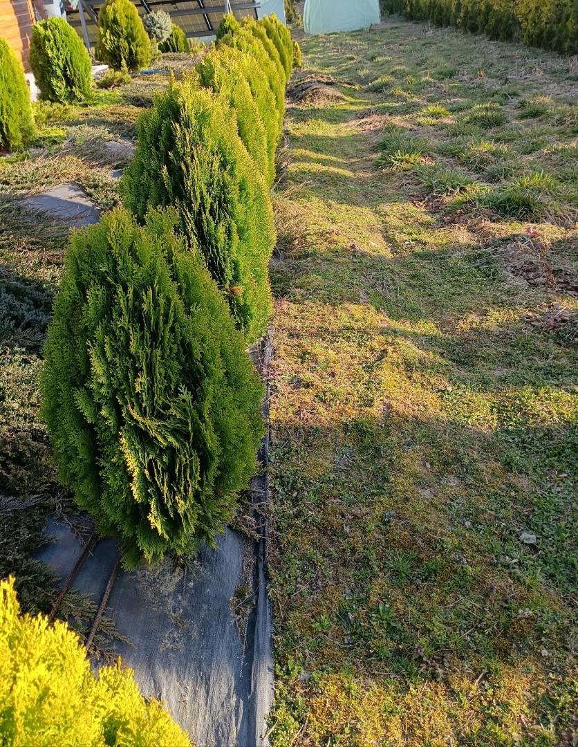 Tuja Aurea Nana