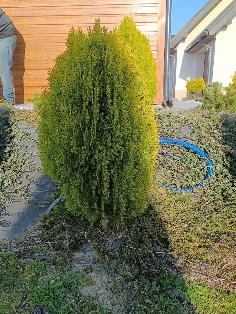 Tuja Aurea Nana