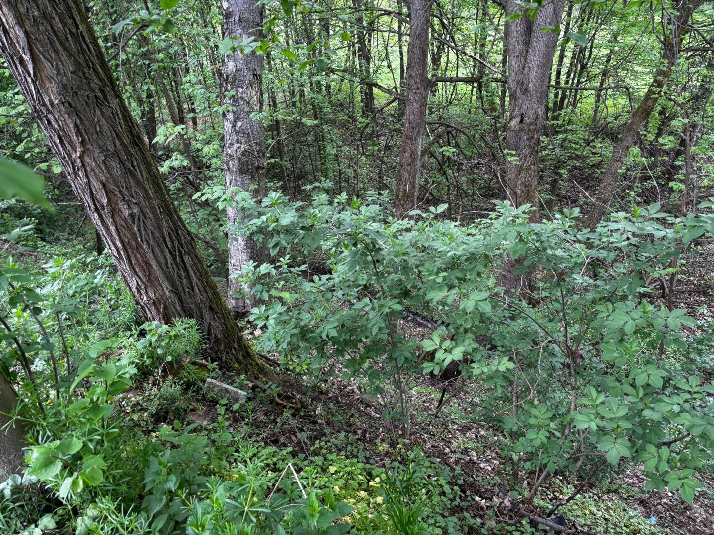 Działka Żółków