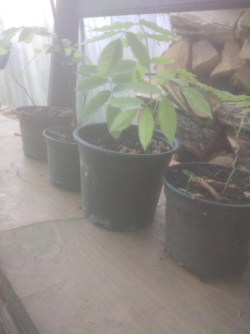 Sadzonka glicynia chińska
