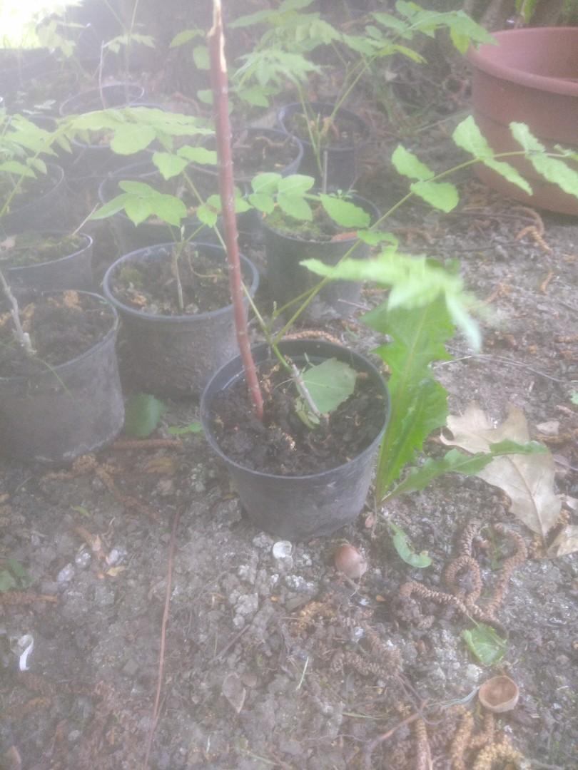 Sadzonka glicynia chińska