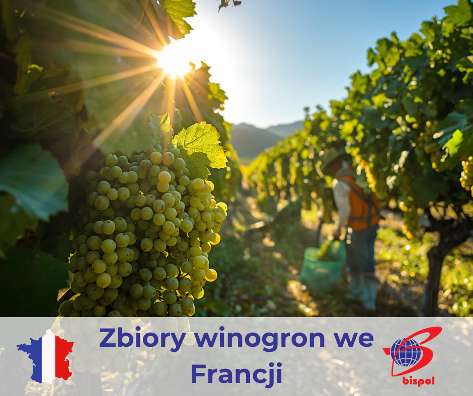 winobranie 2026