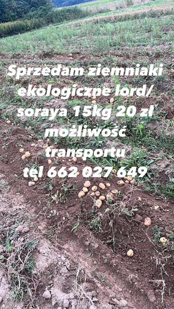 ziemniaki pszenica owies słoma