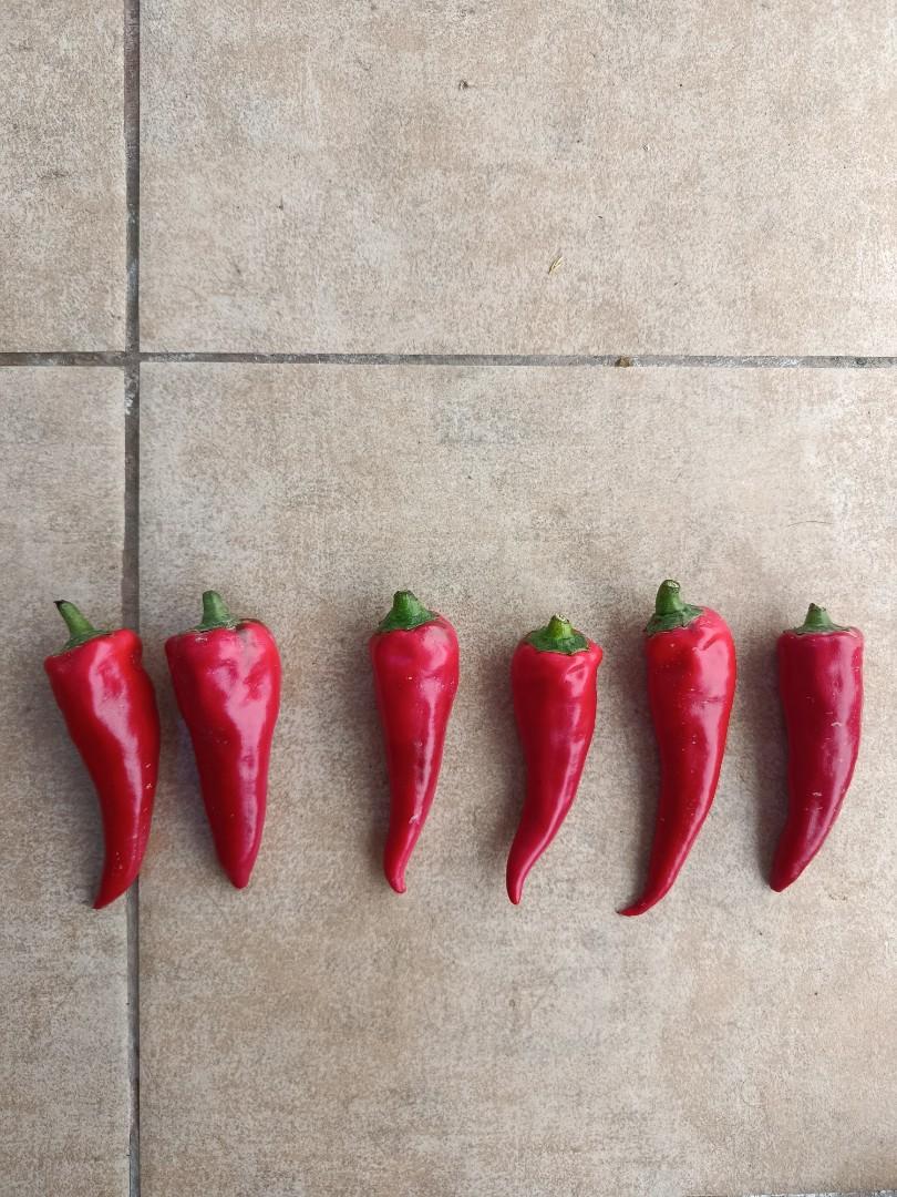 Sprzedam papryczki Chilli