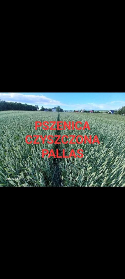 Pszenica Czyszczona Pallas