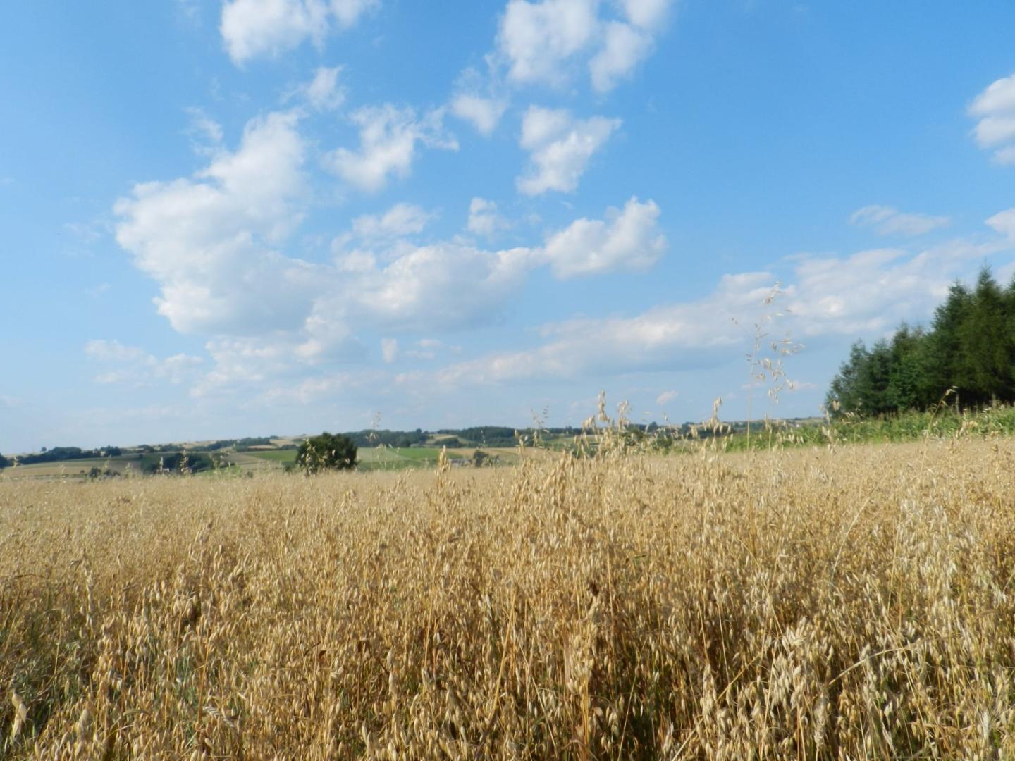 Działka rolna 44 ary - Dębowa, gm. Jodłowa