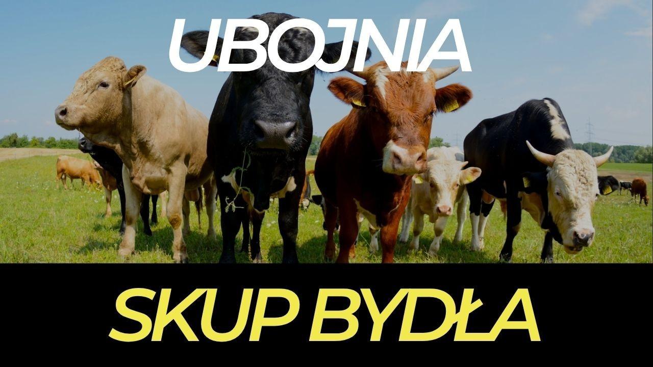 Skup Bydła Rzeźnego