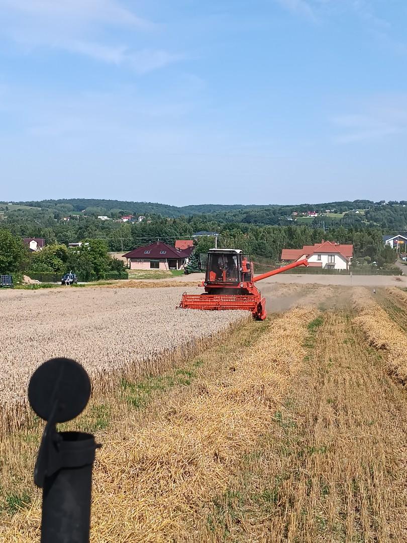 Sprzedam Pszenicę