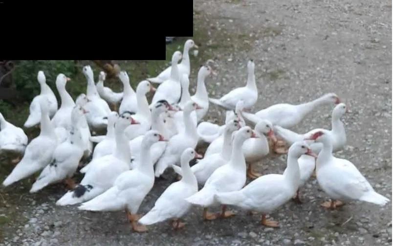 Kaczki z własnego chowu